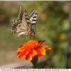 pap machaon imago10 kher